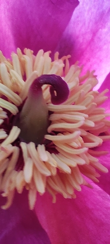 Paeonia coriacea, photograph 5