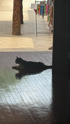 Domestic Cat