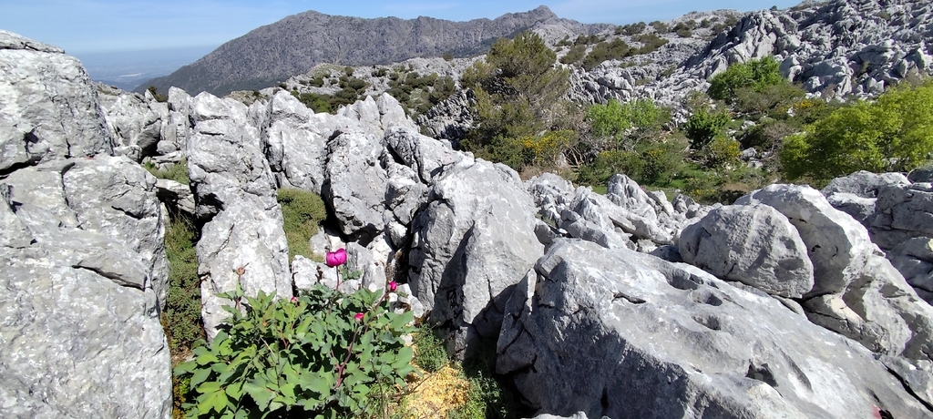 Paeonia coriacea; photograph (c) Santiago Martín-Bravo, some rights reserved (CC BY)