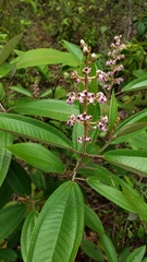 Miconia stenostachya