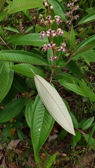 Miconia stenostachya