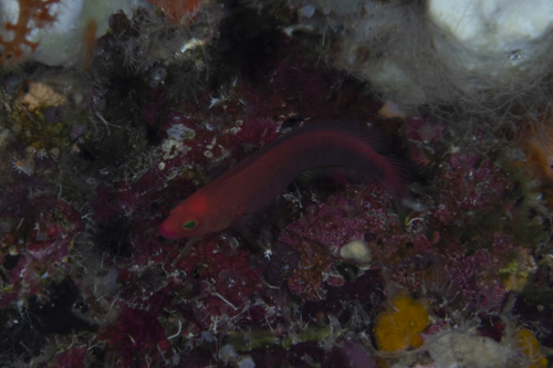 Manyscale dottyback (Lubbockichthys multisquamatus) — Pseudochromidae — 3