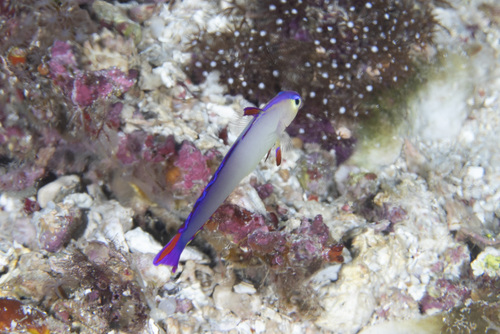 Nemateleotris decora observed 2026-04-28