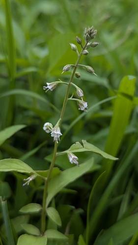 Lysimachia decurrens
