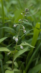 Lysimachia decurrens