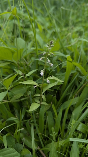 Lysimachia decurrens, photograph 2