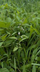 Lysimachia decurrens, photograph (c) Cheng-Te Hsu, some rights reserved (CC BY)