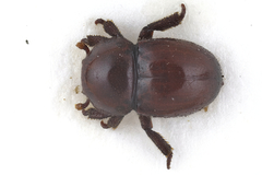 Thorictus grandicollis