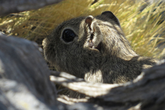 Microcavia australis