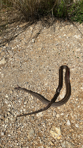 Four-lined Snake, Marija Marinculića, Nerezine, Primorje-Gorski Kotar, HR, photo 8 of 10