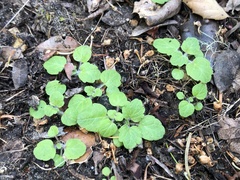 Scutellaria tuberosa