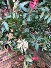 Pieris japonica