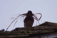 Junco hyemalis carolinensis