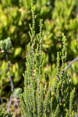Anthospermum aethiopicum, photograph (c) magriet b, some rights reserved (CC BY-SA)