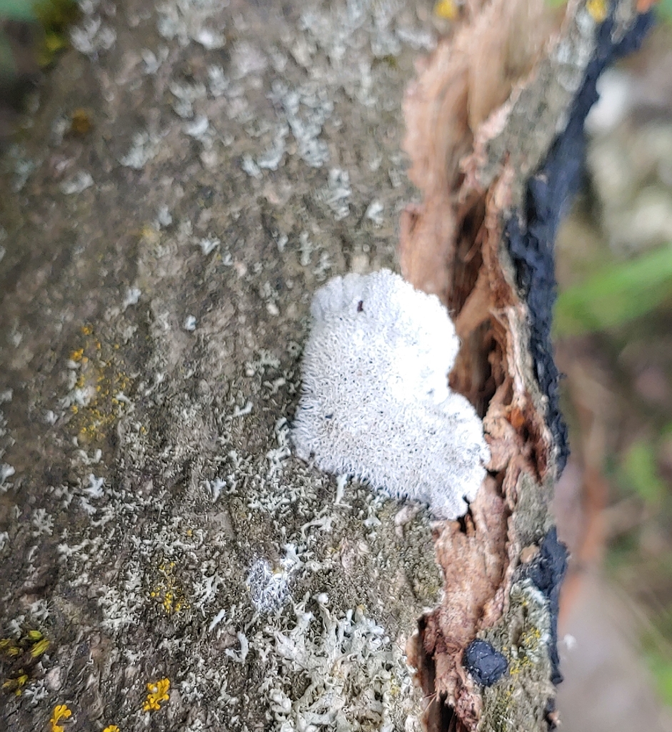 Schizophyllum commune · April 2026 · photo: © olya-bevkh (iNaturalist, cc-by)