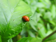 Mycomystes nigriventris