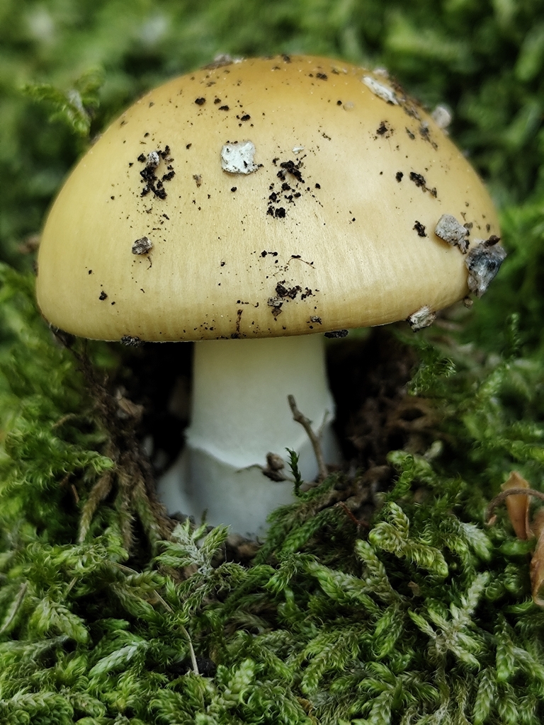 Amanita junquillea · May 2026 · photo: © matteo_negro (iNaturalist, cc-by-sa)