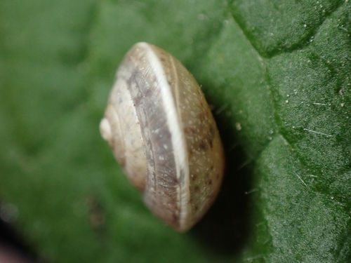 Hygromia cinctella