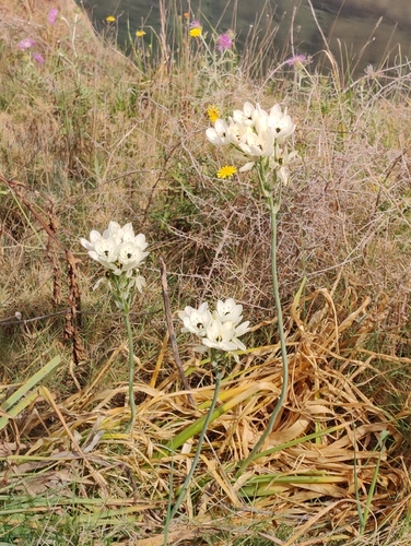 Ornithogalum arabicum, photograph 4