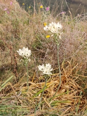 Ornithogalum arabicum, photograph author not stated, no rights reserved