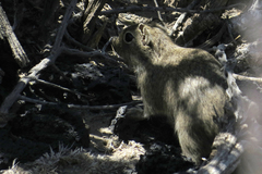 Microcavia australis