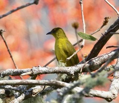 Orthogonys chloricterus