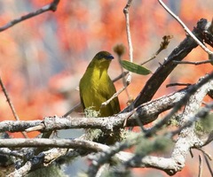 Orthogonys chloricterus