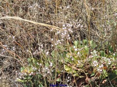 Myriolimon diffusum