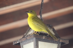 Orthogonys chloricterus