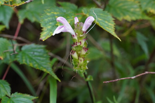 Pedicularis gloriosa iNat (2)