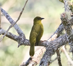 Orthogonys chloricterus
