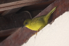 Orthogonys chloricterus