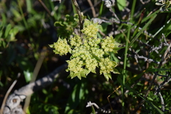 Lomatium dasycarpum dasycarpum