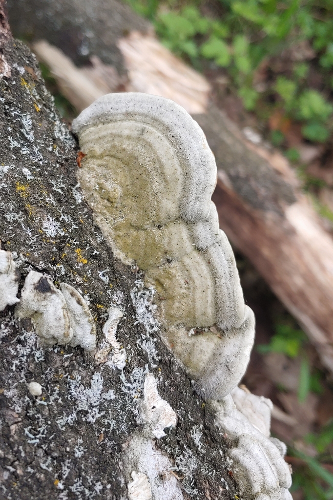 Trametes hirsuta · April 2026 · photo: © olya-bevkh (iNaturalist, cc-by)