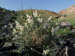 Vicia costata