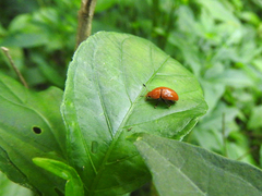 Mycomystes nigriventris