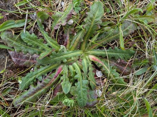 Phytomyza cecidonomia