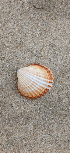 Acanthocardia tuberculata