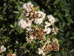 Ageratina glabrata