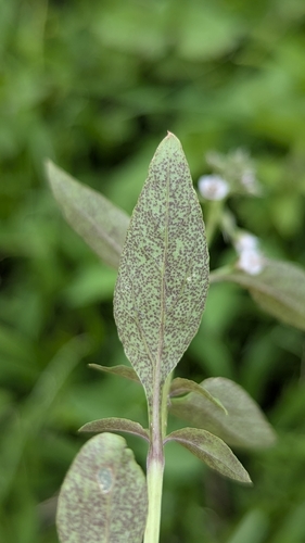Lysimachia decurrens, photograph 3
