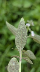 Lysimachia decurrens, photograph (c) Cheng-Te Hsu, some rights reserved (CC BY)