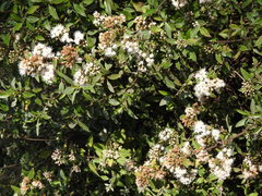 Ageratina glabrata