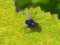 Compsomyiops callipes