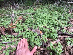 Scutellaria tuberosa