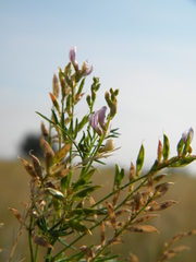 Astragalus sulcatus