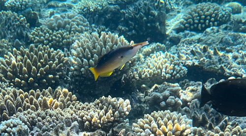 Red Sea Bird Wrasse — seen at this dive site