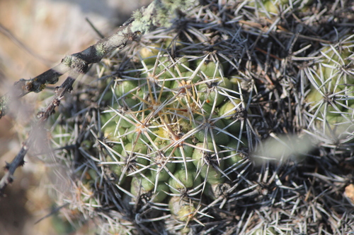 Thelocactus leucacanthus