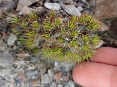 Colobanthus acicularis