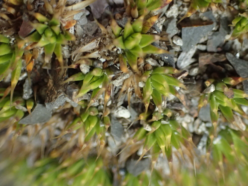 Colobanthus acicularis, photograph 1