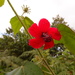 Hibiscus uncinellus - Photo (c) Azul B.M, μερικά δικαιώματα διατηρούνται (CC BY-NC-ND), uploaded by Azul B.M